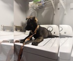 Small #1 German Shepherd Dog