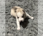 Small Photo #7 Siberian Husky Puppy For Sale in ARLINGTON, VT, USA