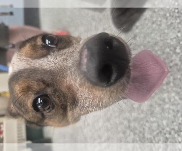 Medium Photo #2 Eurasier-Red Heeler Mix Puppy For Sale in Front Royal, VA, USA