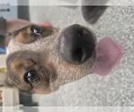 Small #1 Eurasier-Red Heeler Mix