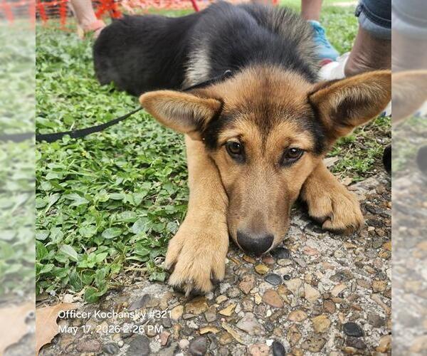 Medium Photo #1 German Shepherd Dog-Unknown Mix Puppy For Sale in San Antonio, TX, USA