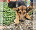 Small German Shepherd Dog Mix