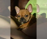 Small Photo #3 French Bulldog Puppy For Sale in SHELDON, WI, USA