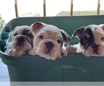Puppy 1 English Bulldog