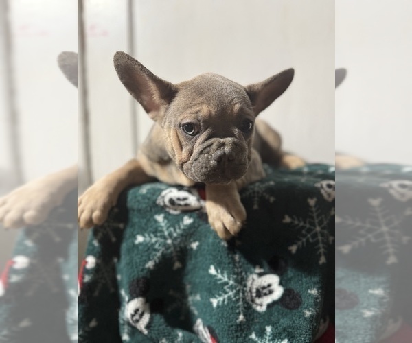Medium Photo #5 French Bulldog Puppy For Sale in RIVERSIDE, NJ, USA