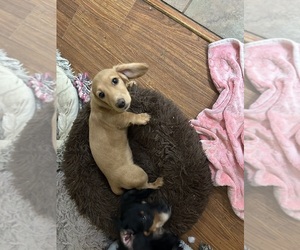 Dachshund Puppy for sale in LANCING, TN, USA