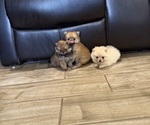 Small #4 Pomeranian
