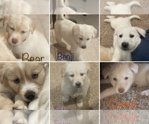 Goberian Puppy for sale in APPLE VALLEY, MN, USA
