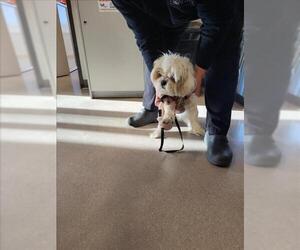 Shih Tzu Dogs for adoption in Burbank, CA, USA