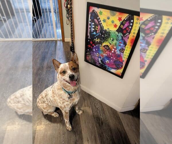 Medium Photo #2 Mutt Puppy For Sale in Garden City, NY, USA