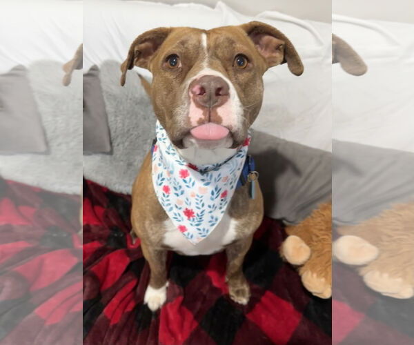 Medium Photo #3 Mutt Puppy For Sale in Rockaway, NJ, USA