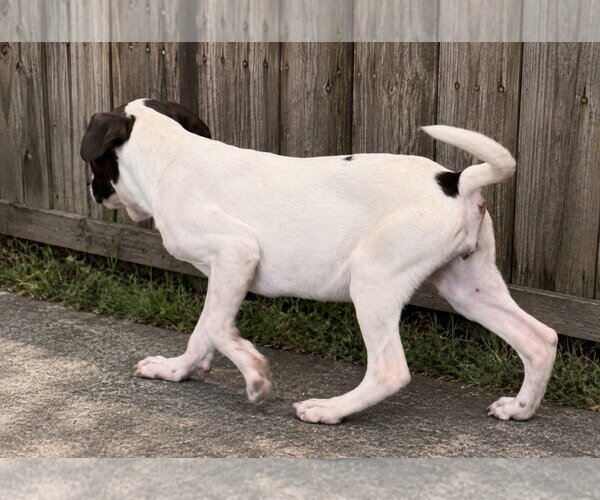 Medium Photo #2 Pointer Puppy For Sale in Southbury, CT, USA
