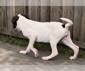 Wilma~meet me! - Female Pointer Dog for Adoption - Photo #2