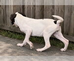 Small Photo #2 Pointer Puppy For Sale in Southbury, CT, USA