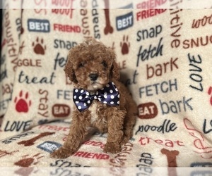 Cock-A-Poo Puppy for sale in LAKELAND, FL, USA