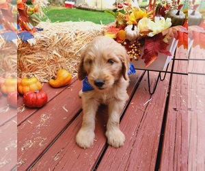 Goldendoodle Puppy for sale in ELKHART, IN, USA