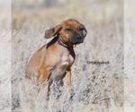 Small #5 Rhodesian Ridgeback