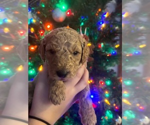 Double Doodle Puppy for sale in OPELIKA, AL, USA
