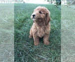 Small Photo #9 Labradoodle-Poodle (Miniature) Mix Puppy For Sale in BOWLING GREEN, KY, USA