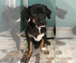 Dachshund-Unknown Mix Dogs for adoption in San Antonio, TX, USA
