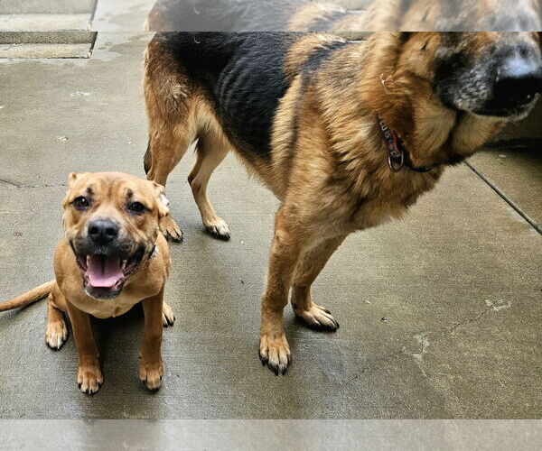 Medium Photo #5 German Shepherd Dog Puppy For Sale in Chicago, IL, USA