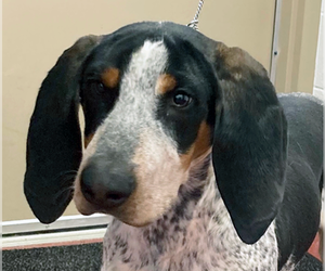 Bluetick Coonhound Dogs for adoption in Westminster, MD, USA