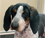 Small Photo #1 Bluetick Coonhound Puppy For Sale in Westminster, MD, USA