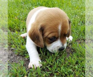 Beagle Puppy for sale in AINSWORTH, NE, USA