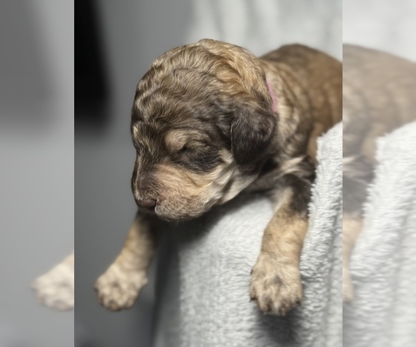Medium Photo #45 Goldendoodle Puppy For Sale in HOWARD CITY, MI, USA