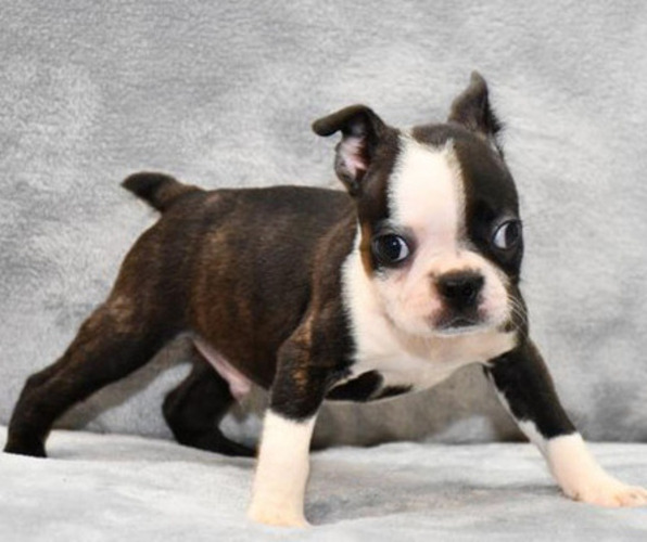 Medium Photo #7 Boston Terrier Puppy For Sale in HOMINY, OK, USA