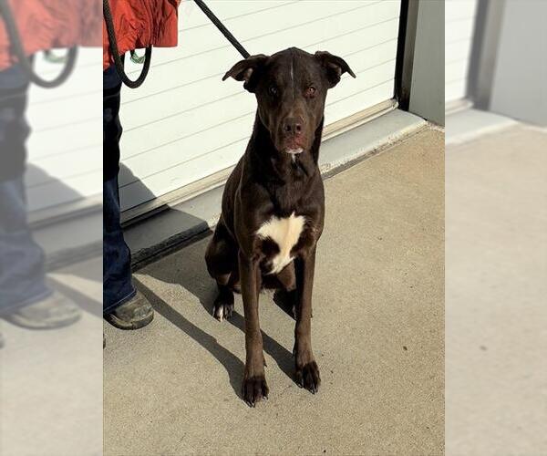 Medium Photo #1 Labrador Retriever Puppy For Sale in Louisville, KY, USA
