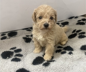 Maltipoo Puppy for Sale in TAMPA, Florida USA