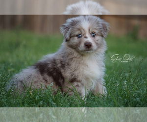 Miniature Australian Shepherd Puppy for sale in HOUSTON, TX, USA