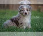Small Photo #1 Miniature Australian Shepherd Puppy For Sale in HOUSTON, TX, USA