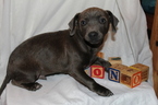 Small Photo #1 Chilier-Chipin Mix Puppy For Sale in MOUNT VERNON, OR, USA
