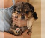 Small #1 Sheprador