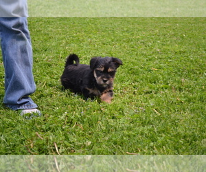 Yorkshire Terrier-Zuchon Mix Litter for sale in GREENWOOD, WI, USA