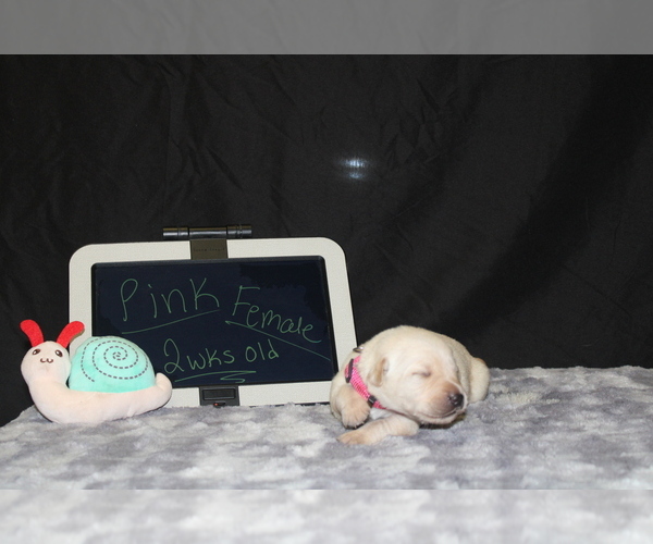 Medium Photo #1 Labrador Retriever Puppy For Sale in COUNTRY CLUB, MO, USA