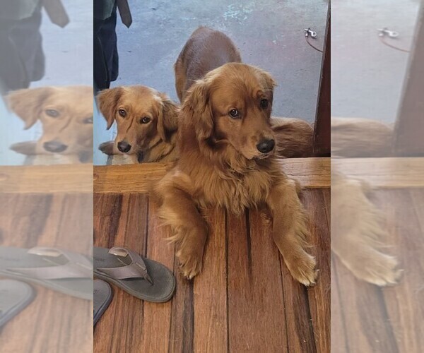 Medium Photo #4 Golden Retriever Puppy For Sale in GOODELLS, MI, USA