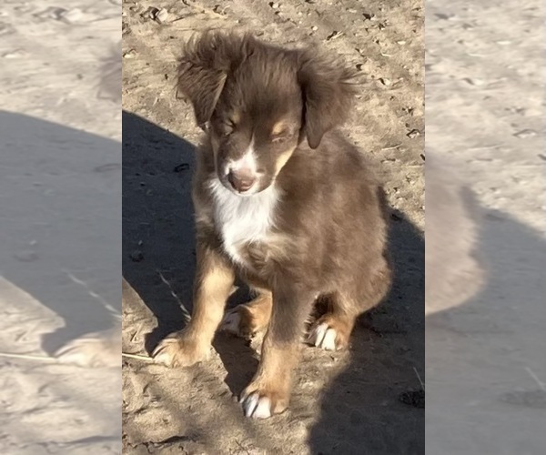 Medium Photo #17 Miniature Australian Shepherd Puppy For Sale in FORT MORGAN, CO, USA
