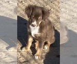 Small #16 Miniature Australian Shepherd