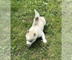 Small Photo #3 Siberian Husky Puppy For Sale in ARLINGTON, VT, USA