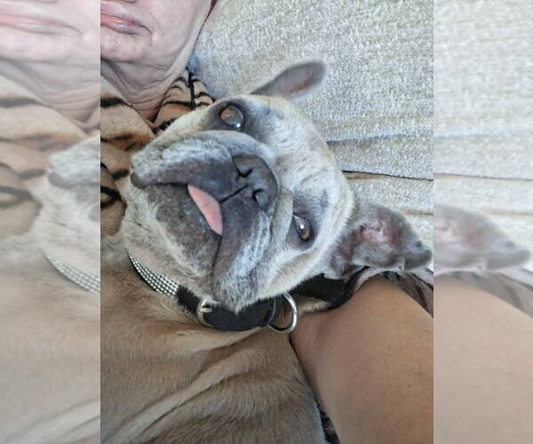 Medium Photo #12 French Bulldog Puppy For Sale in New York, NY, USA