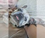 Small #11 French Bulldog