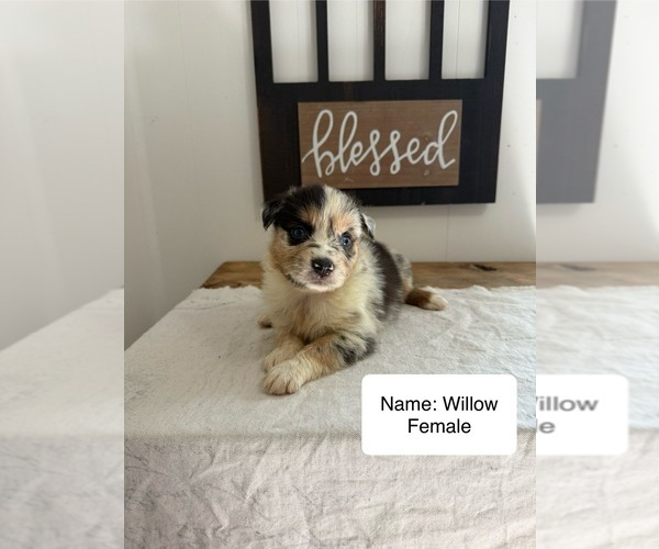 Medium Photo #1 Australian Shepherd Puppy For Sale in FORSYTH, GA, USA