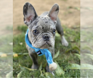 French Bulldog Puppy for sale in LOS ANGELES, CA, USA