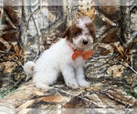 Small #2 Poodle (Miniature)