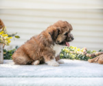 Small Photo #26 Aussiedoodle Miniature  Puppy For Sale in MILLERSBURG, OH, USA