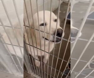 Great Pyrenees-Unknown Mix Dogs for adoption in Grafton, WI, USA