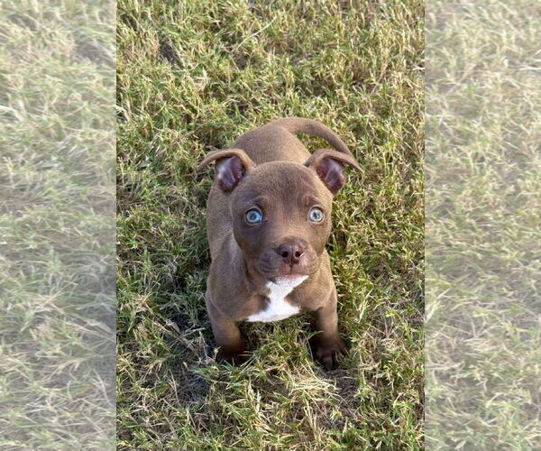 Medium Photo #7 American Staffordshire Terrier-Unknown Mix Puppy For Sale in Arlington, VA, USA